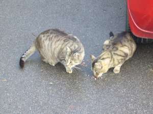 Grosses bild anzeigen 20070708 048.jpg